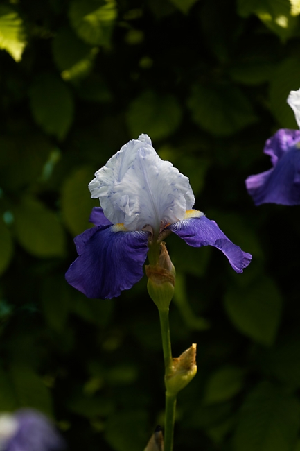 Jardin des Impressionnistes-MAI14-067